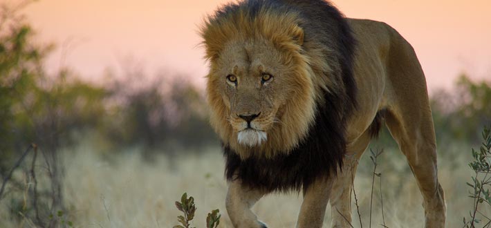 Jobb med villdyr i Botswana
