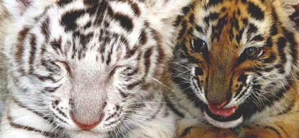 Wildlife Volunteer South Africa