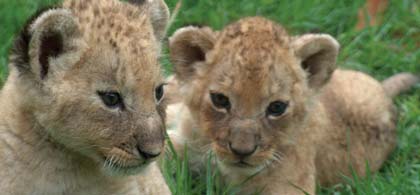 Wildlife Volunteer Zimbabwe