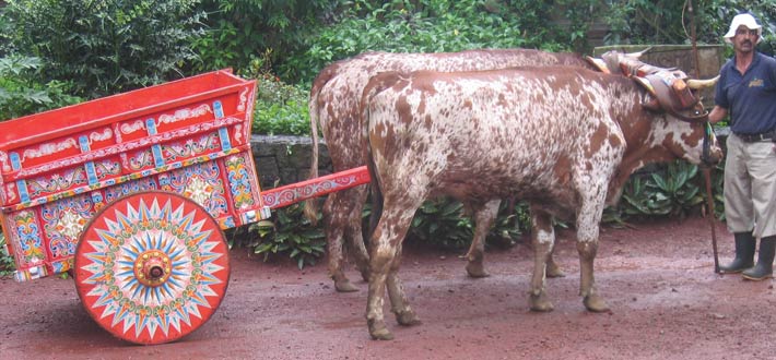 Costa Rica Wagon