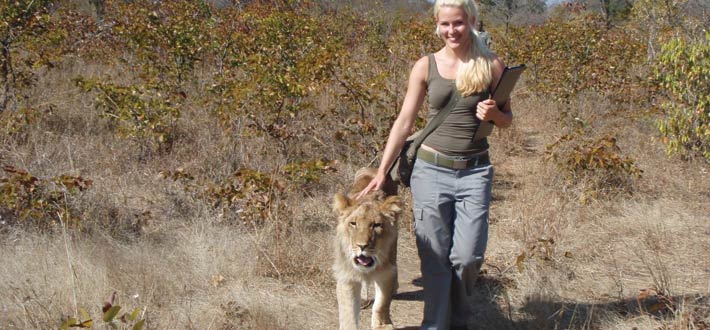 Zambia Lion Walk 2