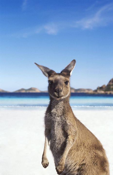 Finne eskorte i australia