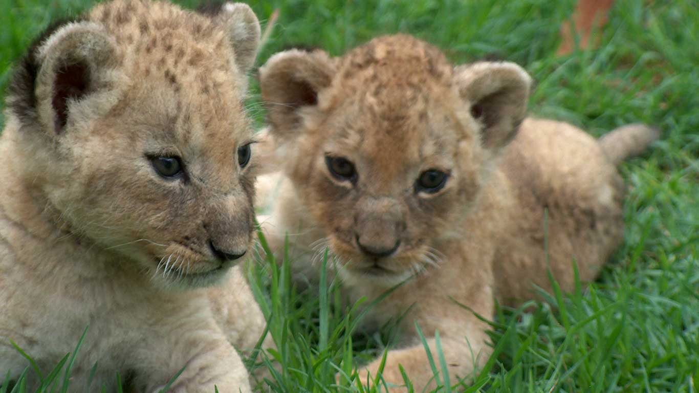 Lion Centre