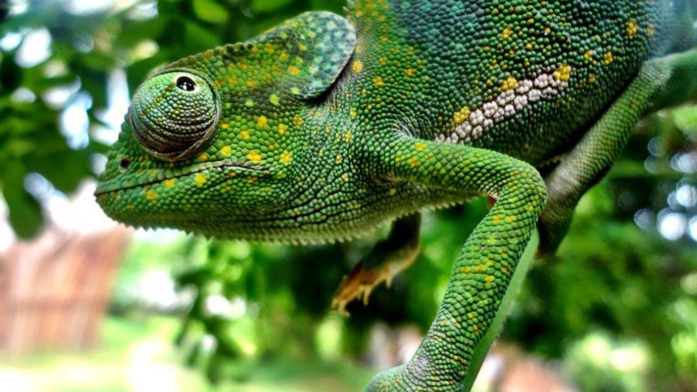 Wildlife Conservation Madagascar - Frivillig arbeid med 