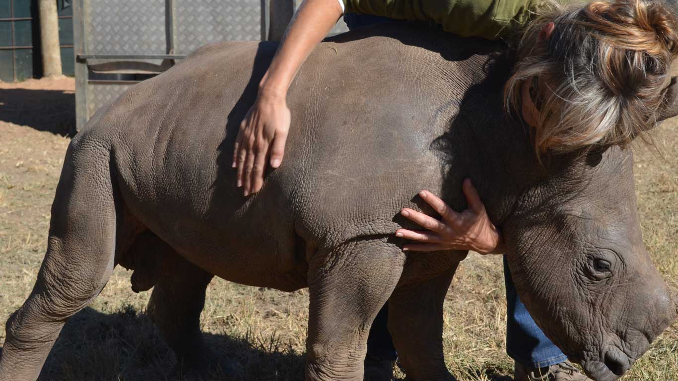 Living with Orphaned Rhinos