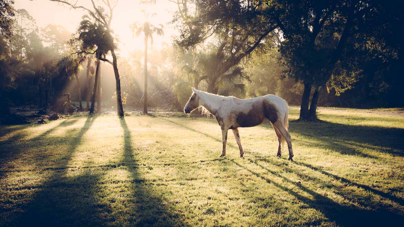 88 wild horse rescue